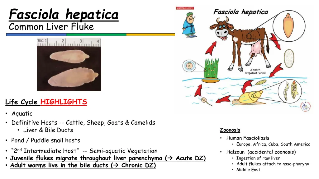fasciola hepatica common liver fluke