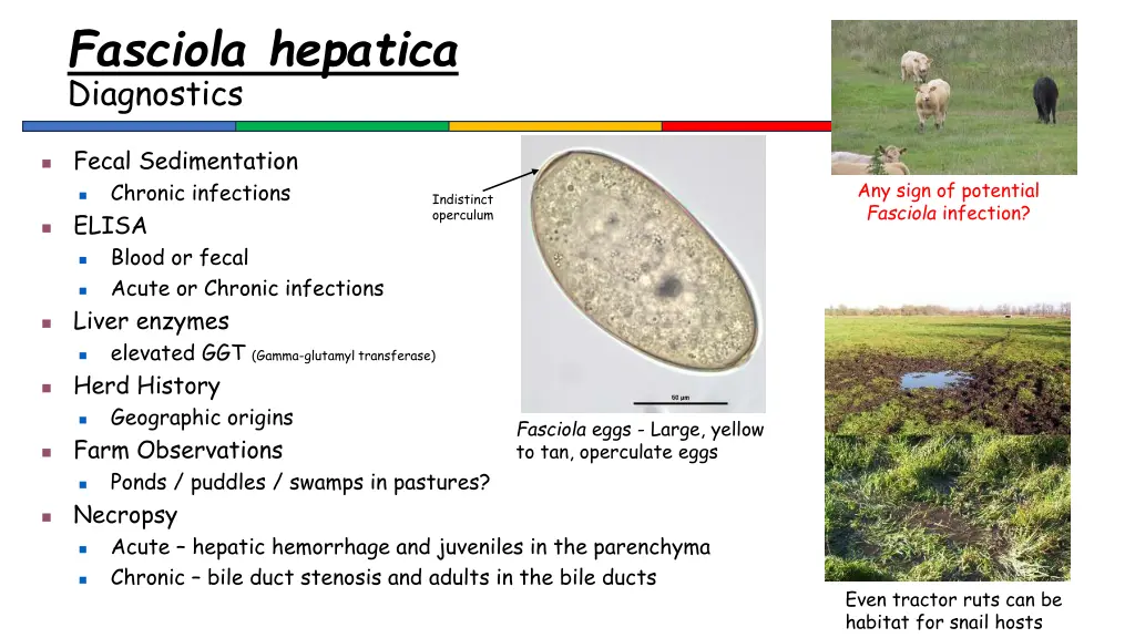 fasciola hepatica diagnostics