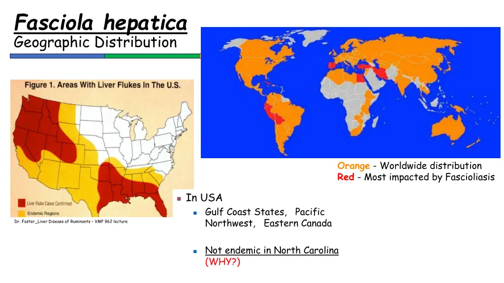 fasciola hepatica geographic distribution