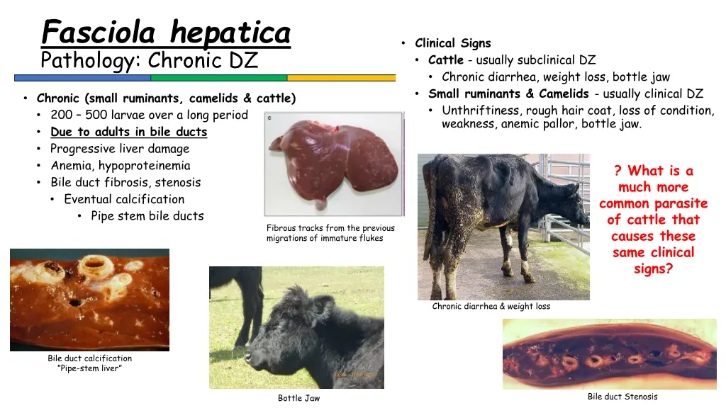 fasciola hepatica pathology chronic dz