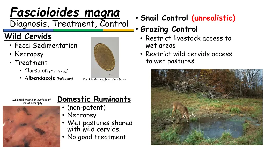 fascioloides magna diagnosis treatment control