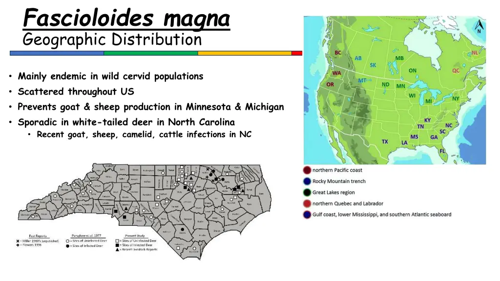 fascioloides magna geographic distribution