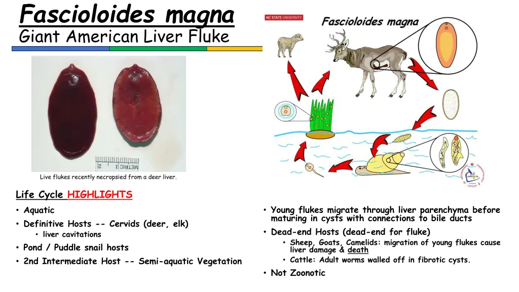 fascioloides magna giant american liver fluke