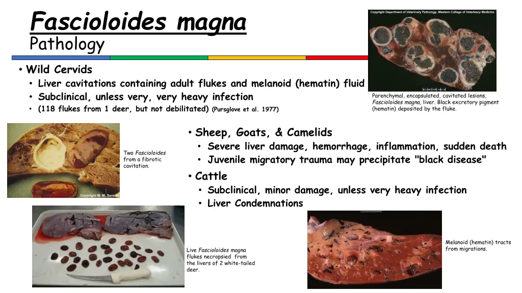 fascioloides magna pathology