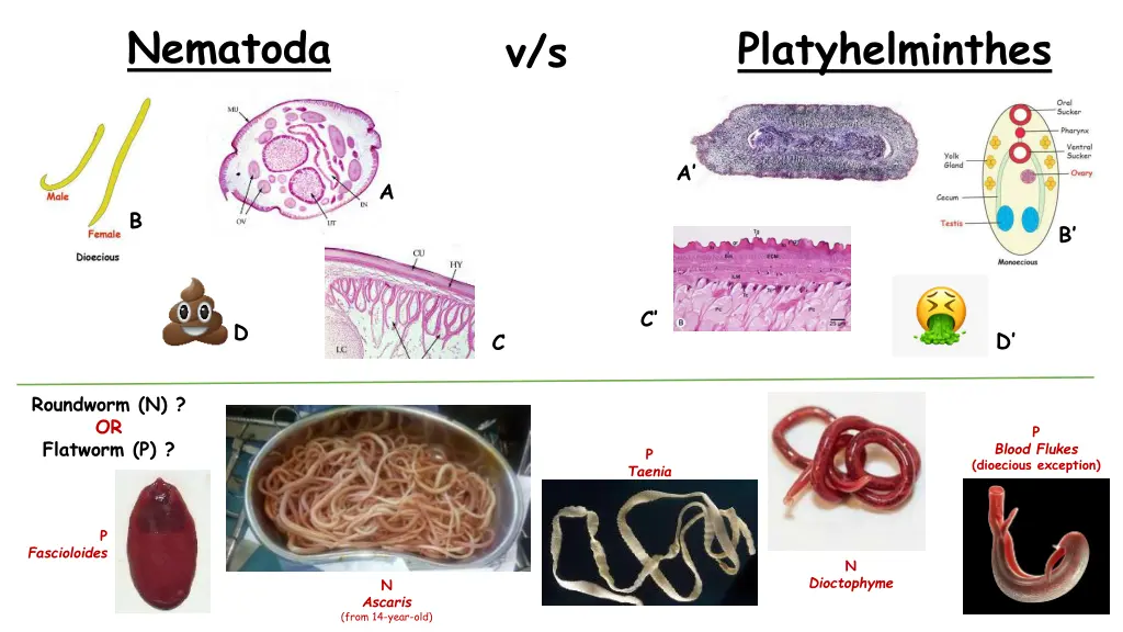 nematoda