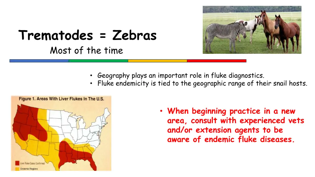 trematodes zebras most of the time