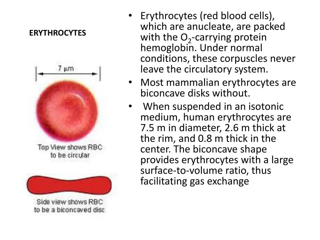 erythrocytes red blood cells which are anucleate