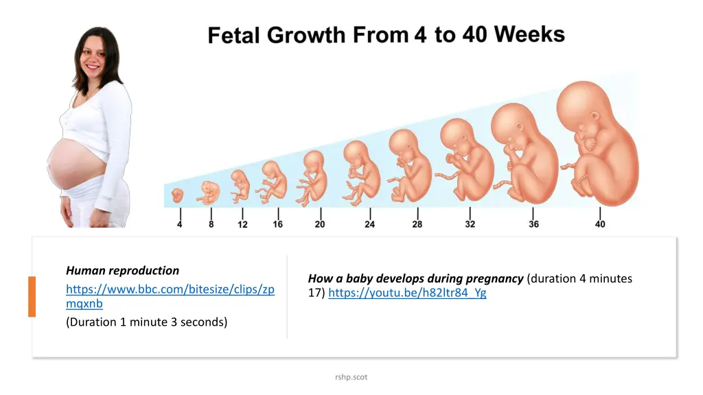 human reproduction https www bbc com bitesize