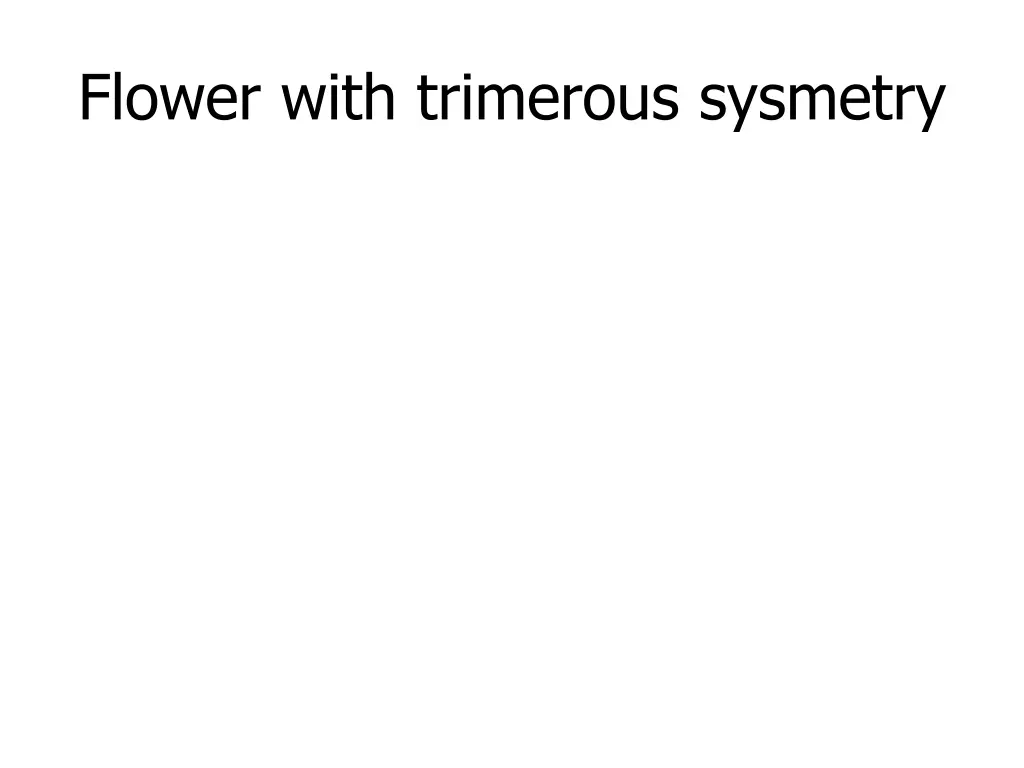 flower with trimerous sysmetry