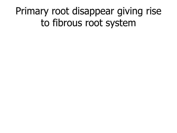 primary root disappear giving rise to fibrous
