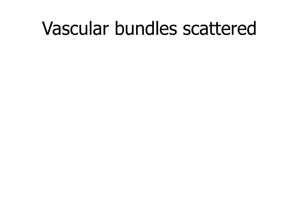 vascular bundles scattered