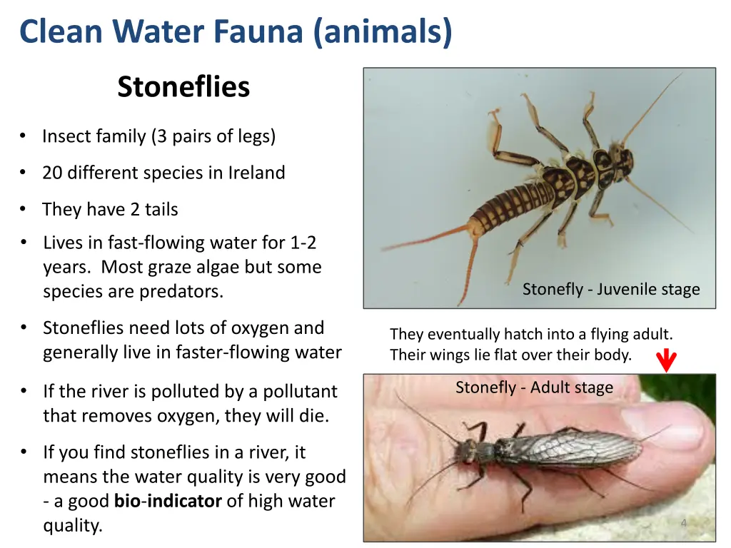 clean water fauna animals