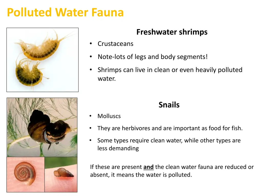 polluted water fauna