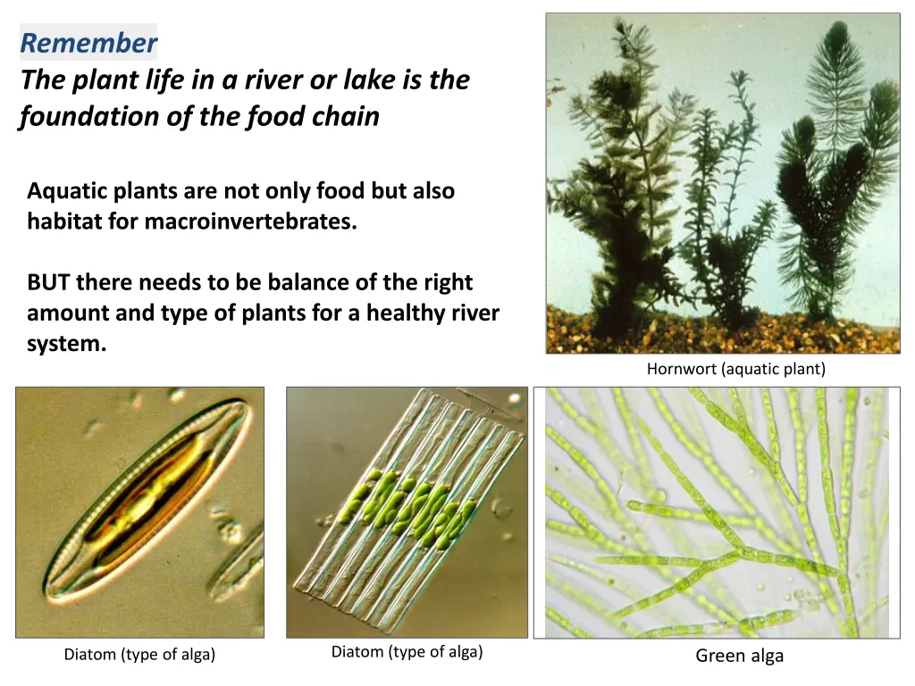 remember the plant life in a river or lake