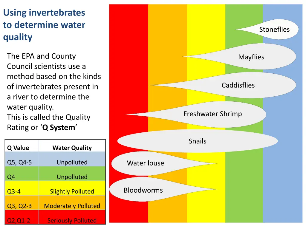 using invertebrates to determine water quality 1