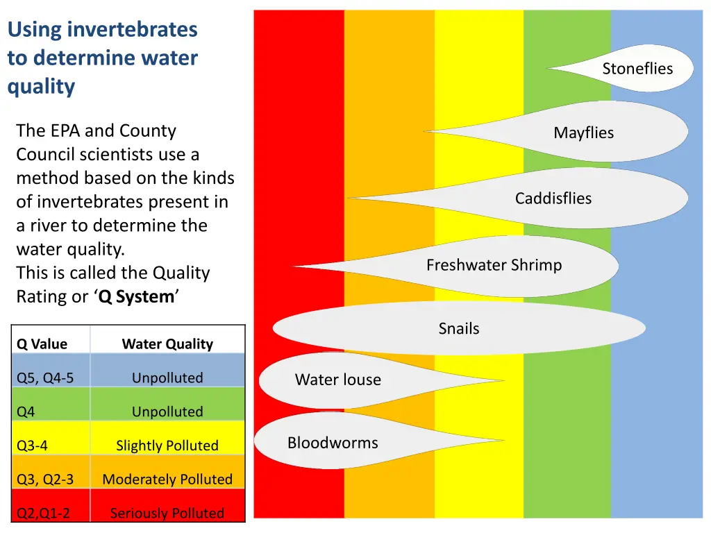 using invertebrates to determine water quality