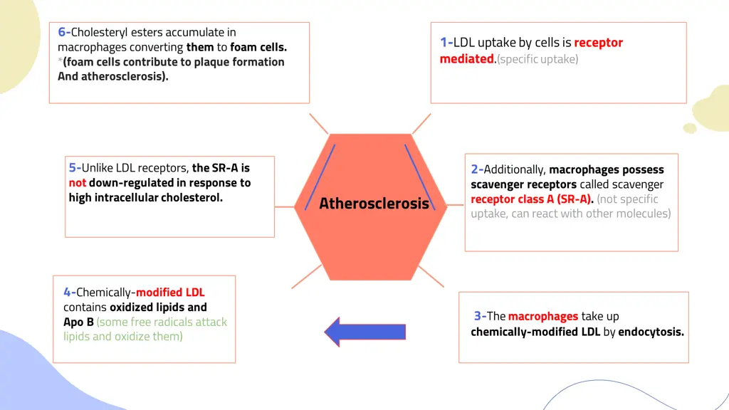 6 cholesteryl esters accumulate in macrophages