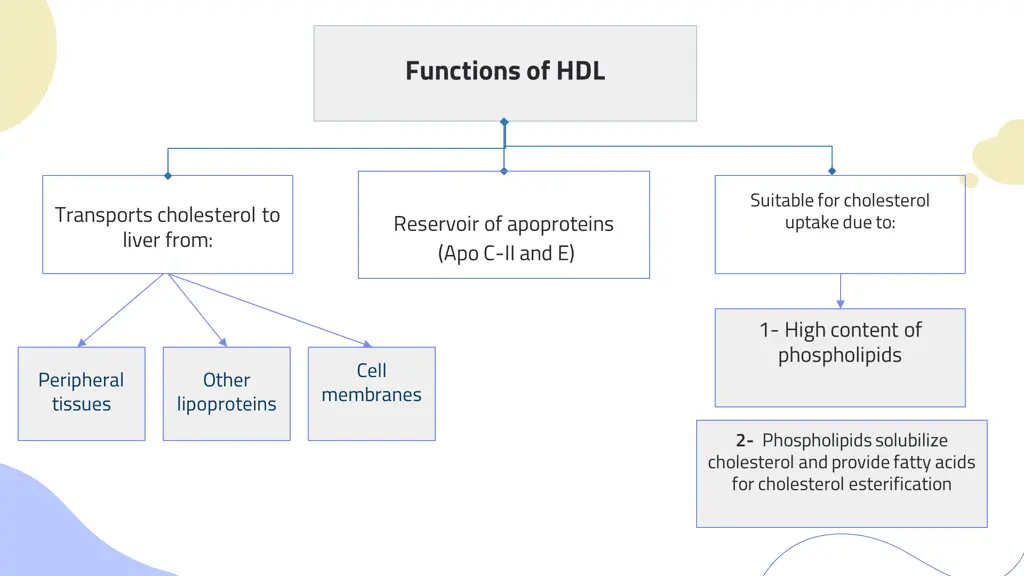 functions of hdl