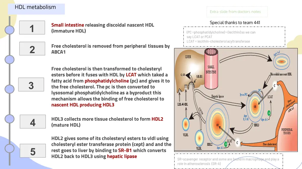 hdl metabolism