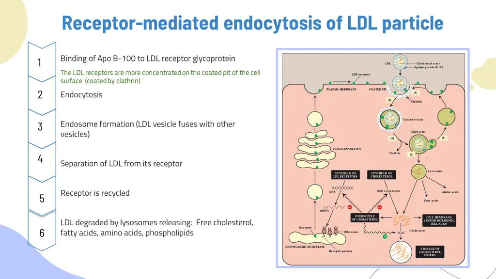 receptor mediated endocytosis of ldl particle