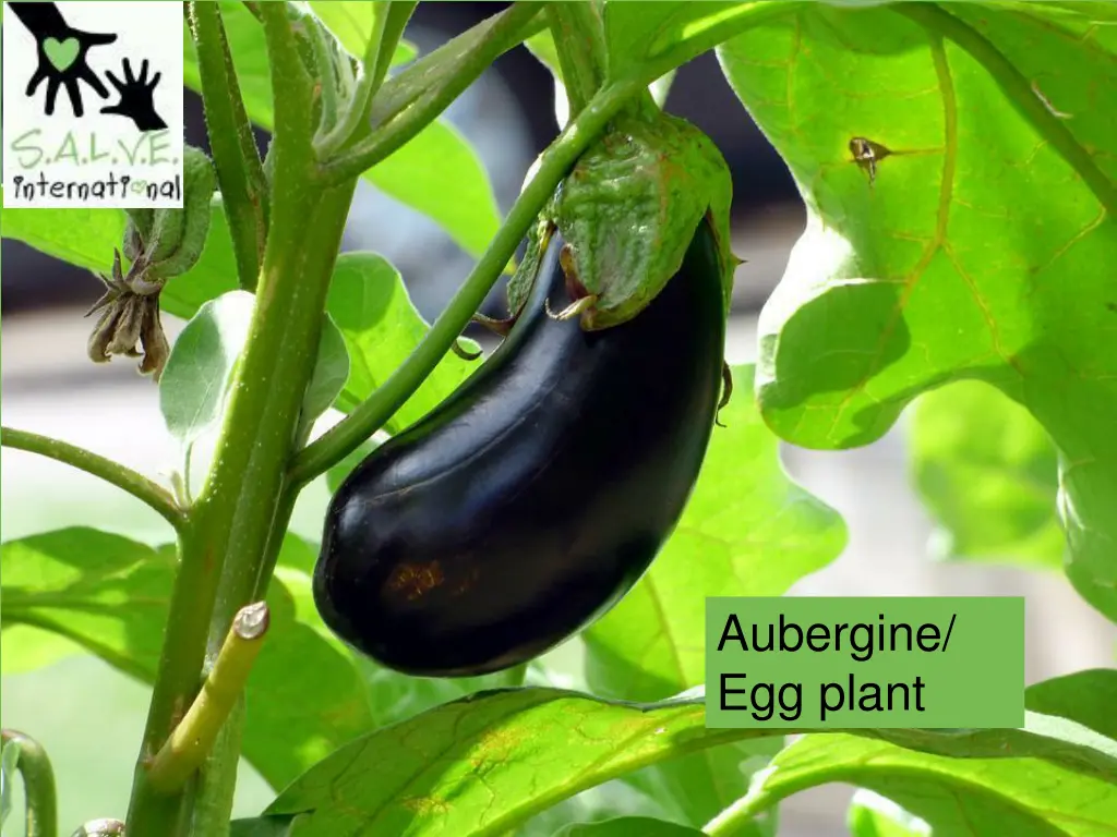 aubergine egg plant