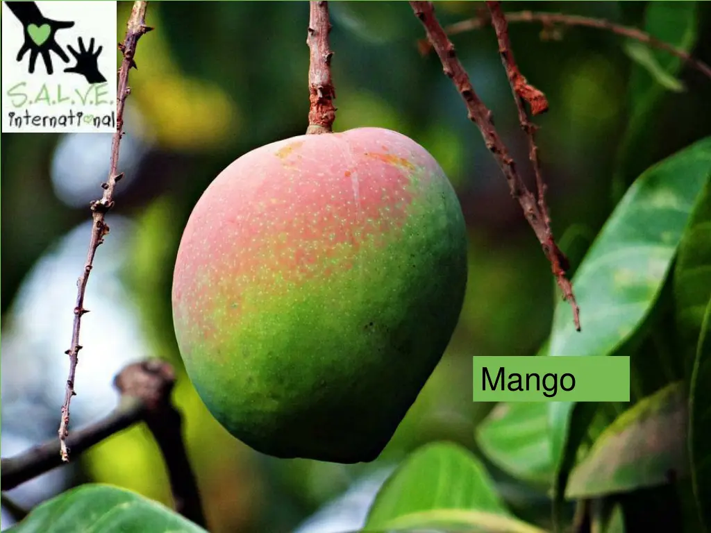 mango