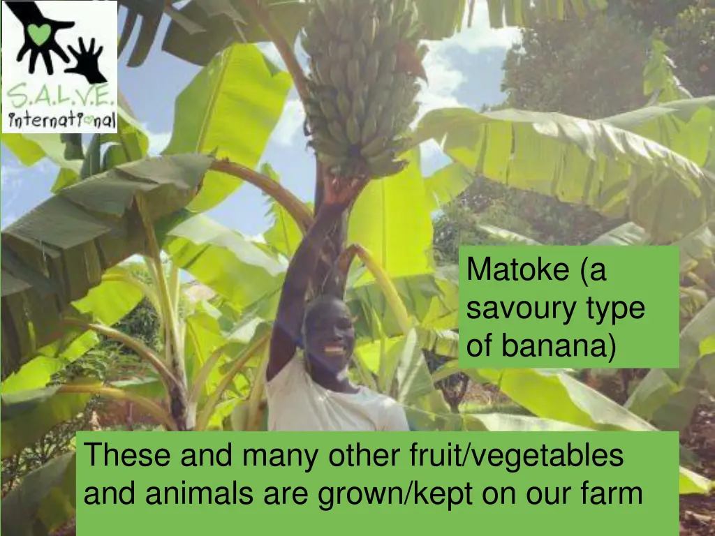 matoke a savoury type of banana