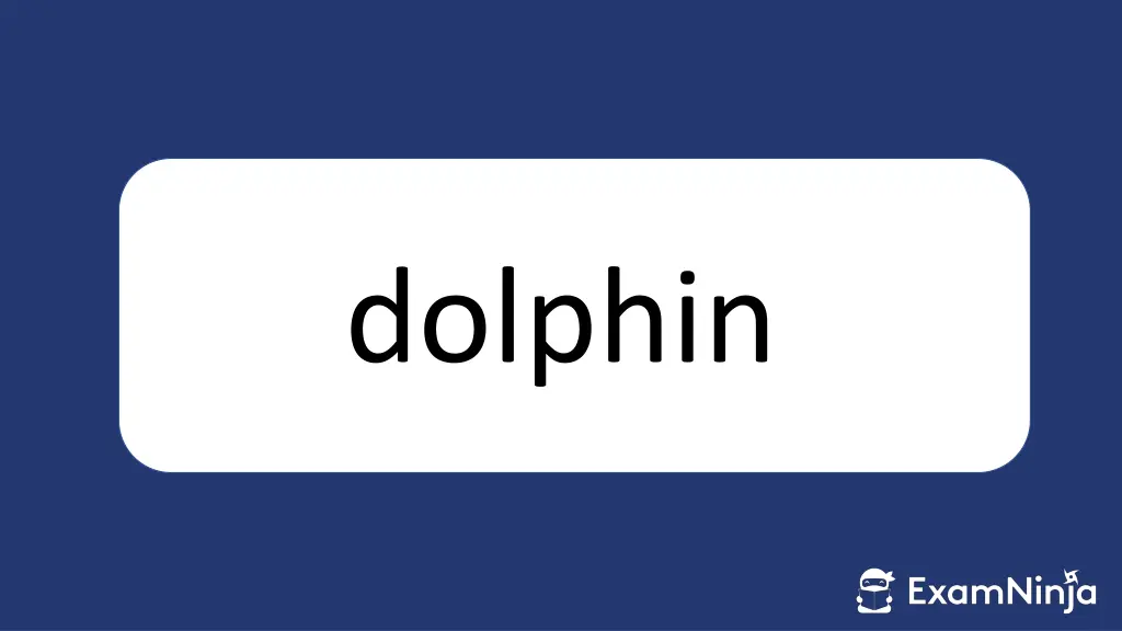 dolphin