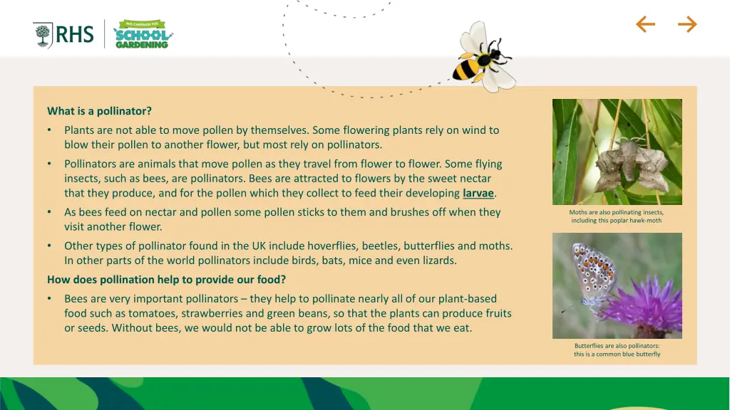 what is a pollinator plants are not able to move