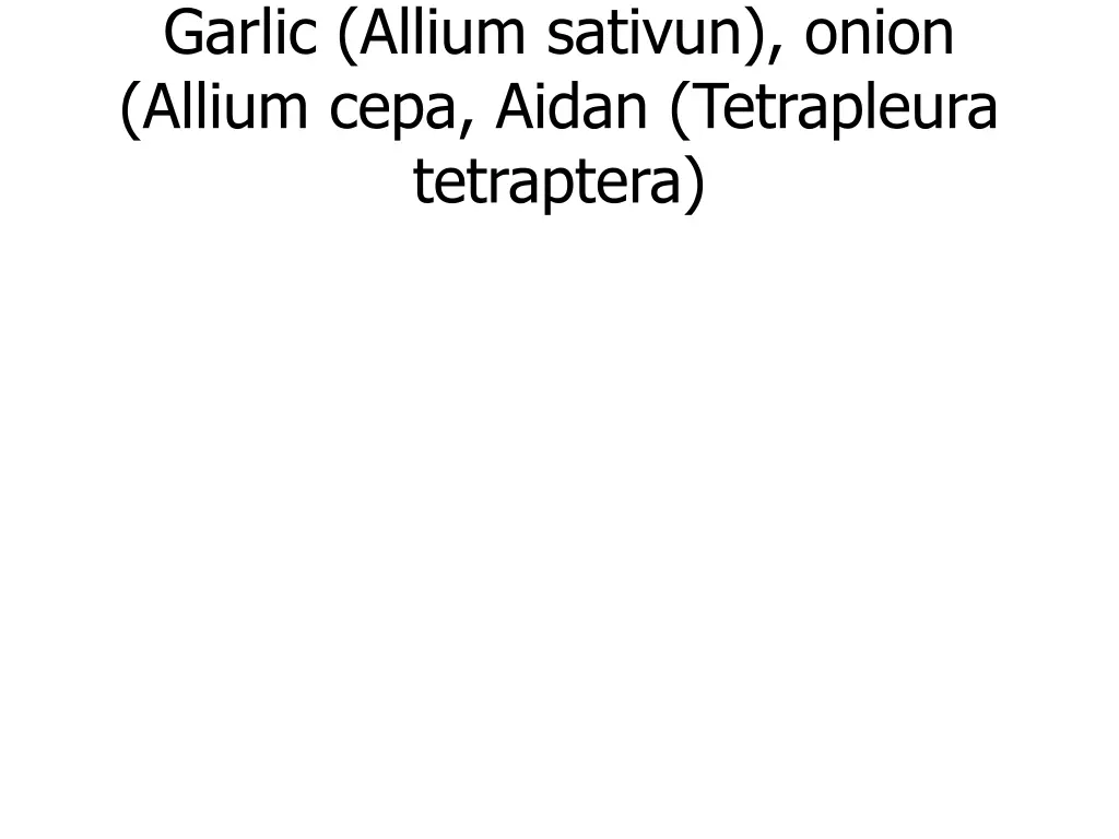 garlic allium sativun onion allium cepa aidan