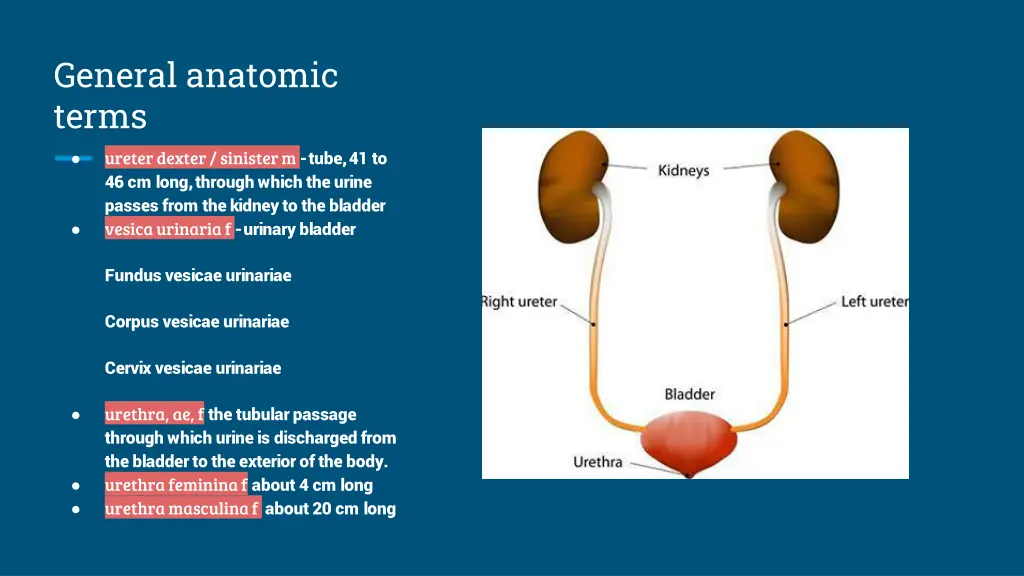 general anatomic terms ureter dexter sinister