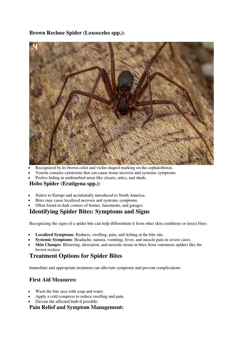 brown recluse spider loxosceles spp