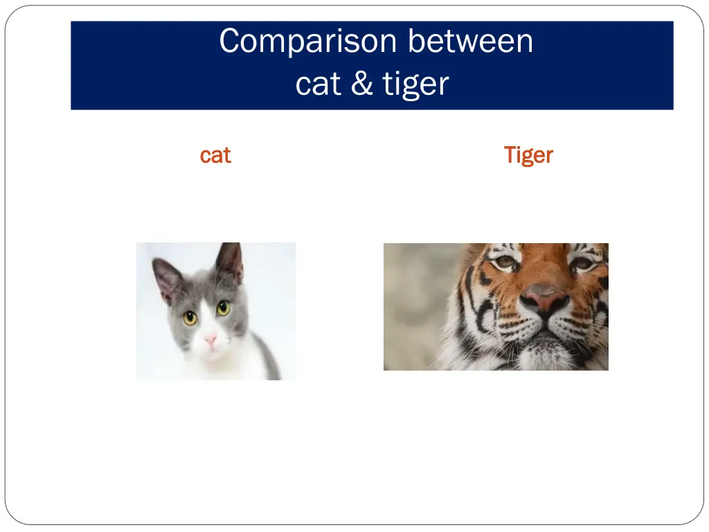 comparison between cat tiger