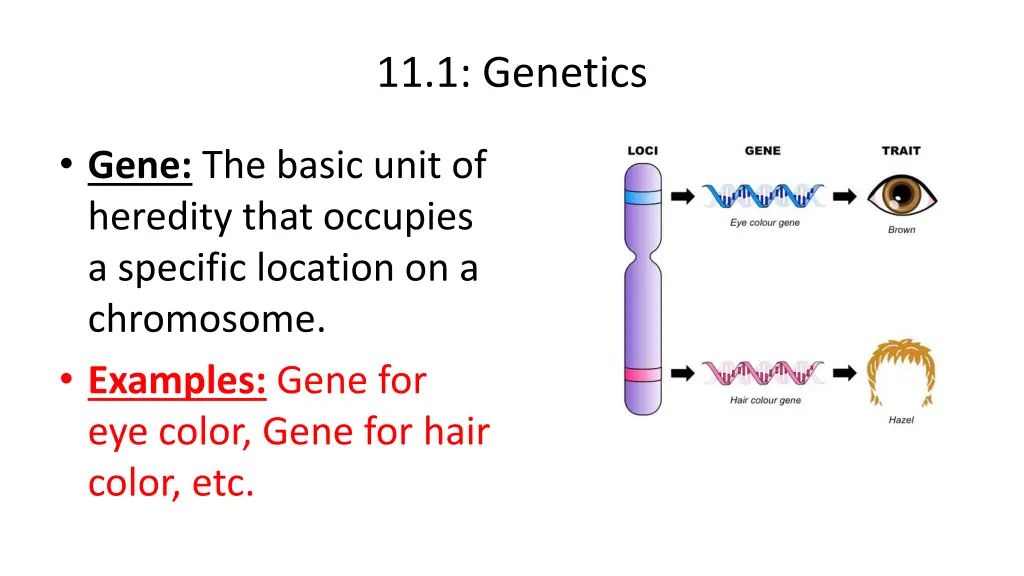 11 1 genetics 1