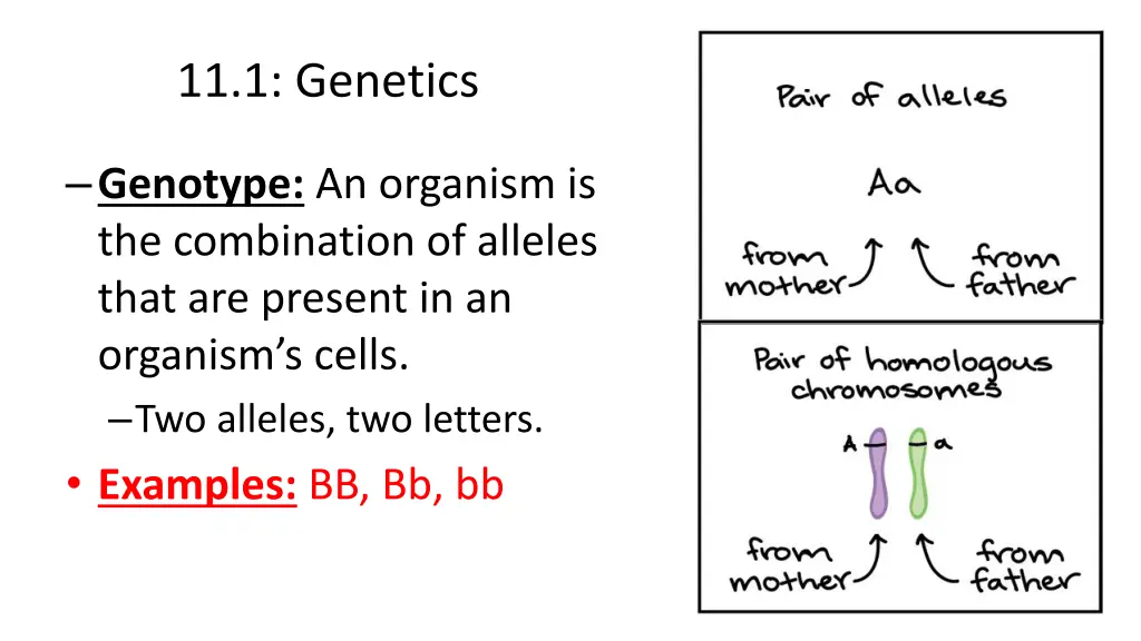 11 1 genetics 3