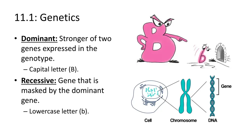 11 1 genetics 5