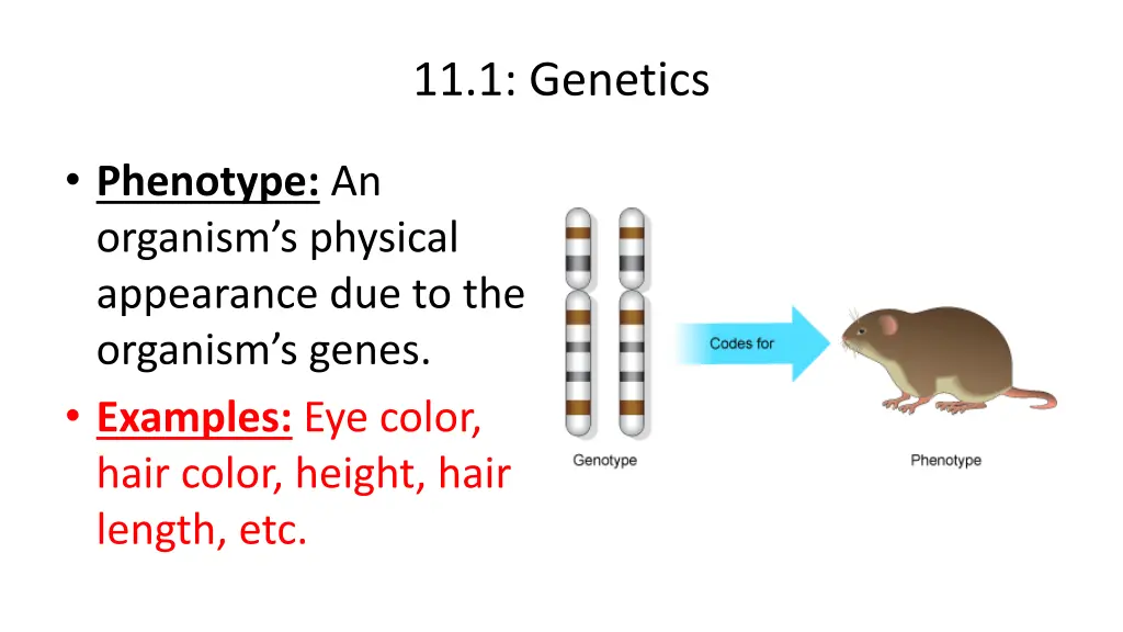 11 1 genetics