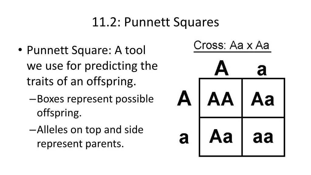 11 2 punnett squares 1