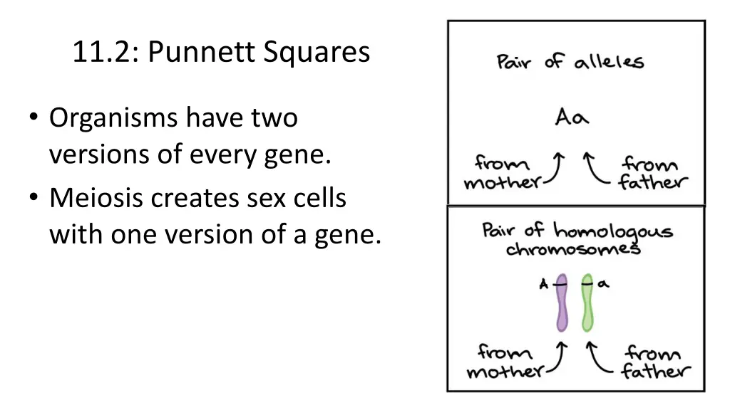 11 2 punnett squares