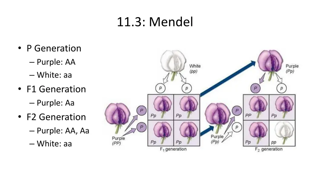 11 3 mendel 4