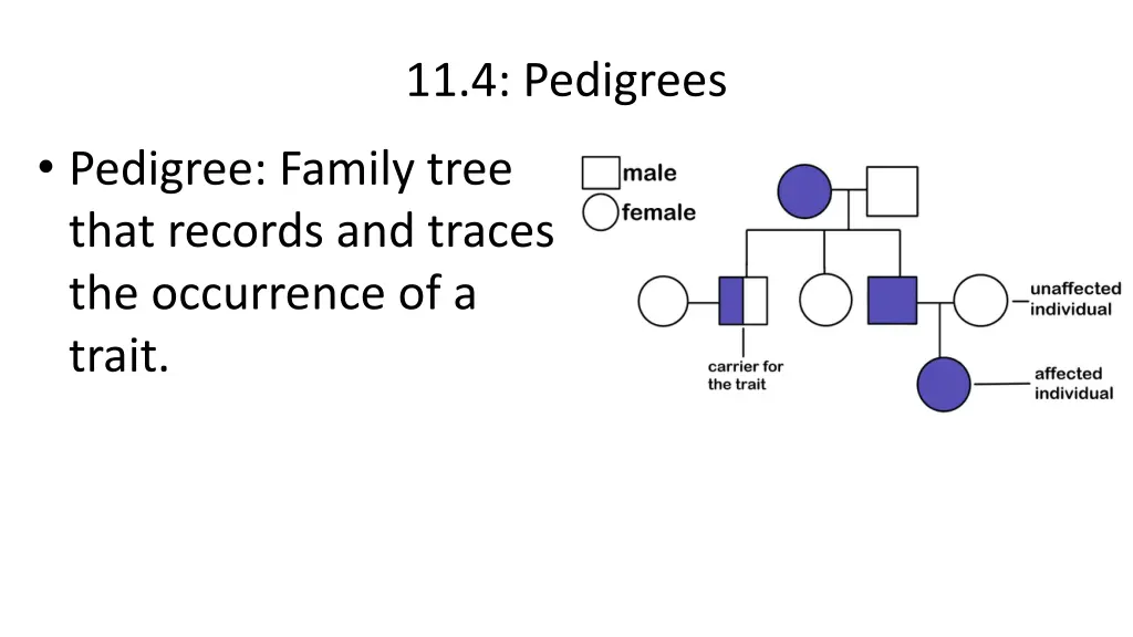 11 4 pedigrees