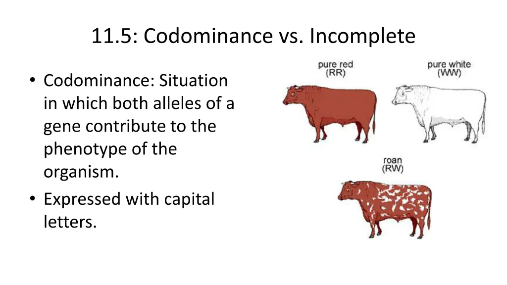 11 5 codominance vs incomplete 1