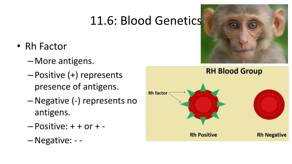 11 6 blood genetics 4