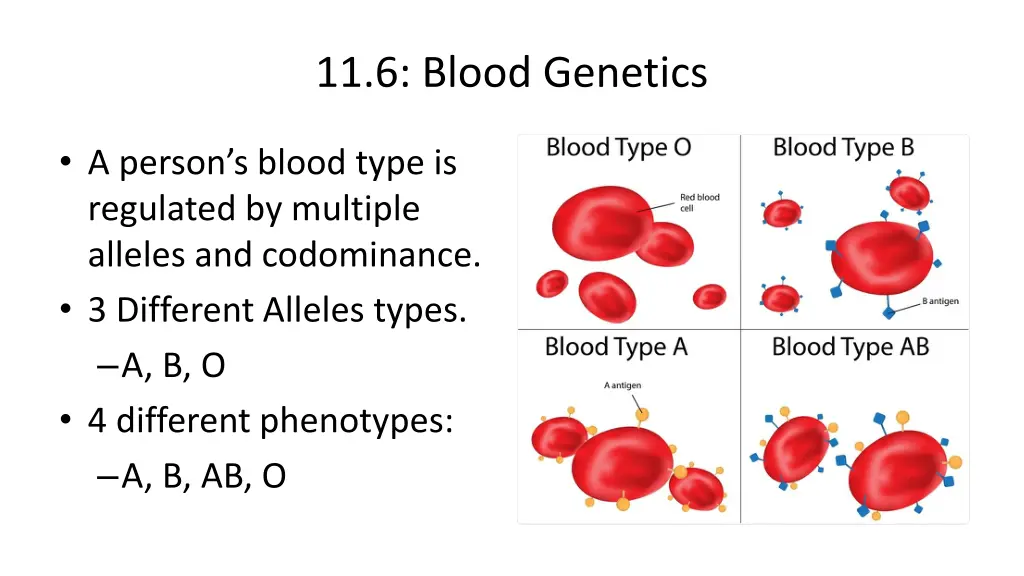 11 6 blood genetics