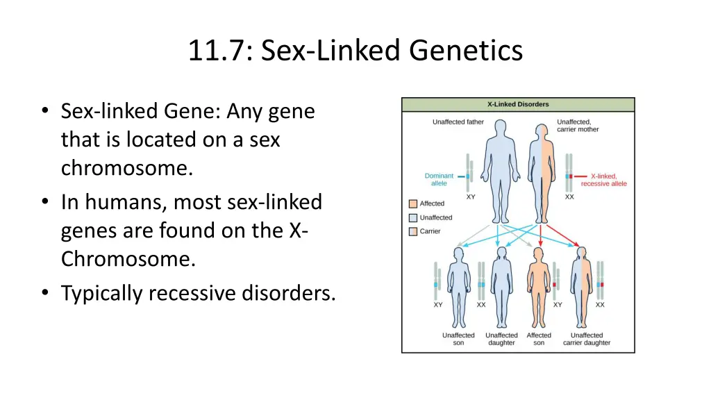 11 7 sex linked genetics 1