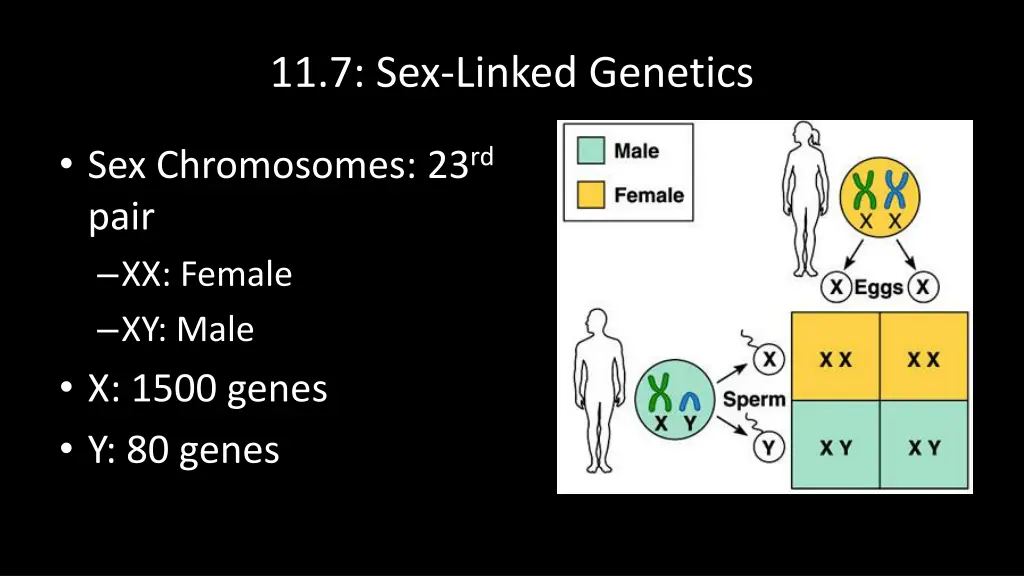 11 7 sex linked genetics