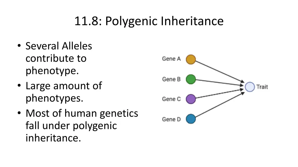 11 8 polygenic inheritance