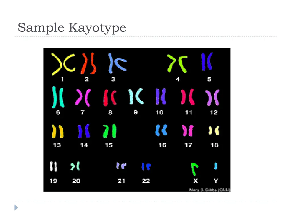 sample kayotype