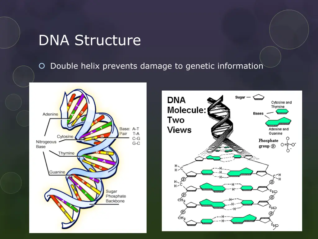 dna structure