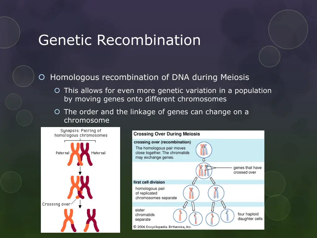 genetic recombination